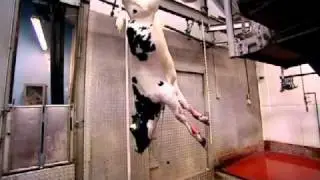 Janet Street-Porter takes her calves to the slaughter house | The F Word