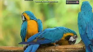 bandicam 2021 10 18 09 46 14 011