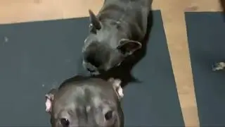 Питбуль наказан #питбуль #pitbull