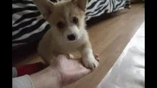 У нас появился Сэм!