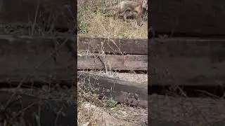 хитрый лисенок