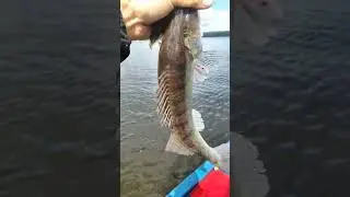судак напросился в гости #отдых #рыбалка