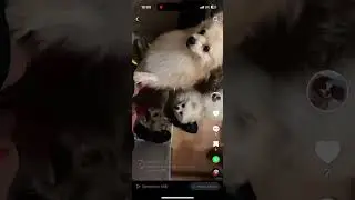 Если придут глабители😂