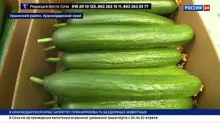 Большое Интервью с Сергеем Гавришем в селекционном центре г.Крымск