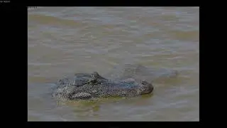 Alligator Gulp