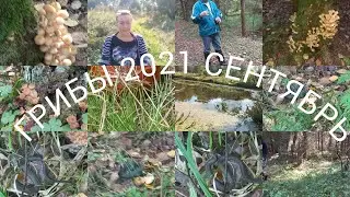 ГРИБЫ 2021//Осенние 