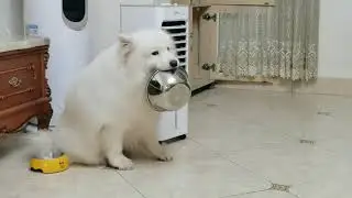 新研发的灵魂提取器！