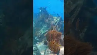 Shipwreck diving Biscayne National Park #wildlife #florida #ocean #diving #coral