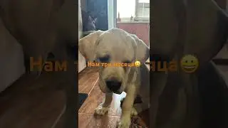 Кане-Корсо