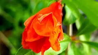Сама садик я садила