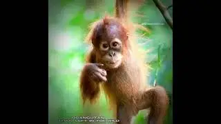 (1)Find 'animals in the wild' on TikTok | TikTok Search #shorts