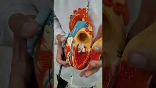 ARTERIAS CORONARIAS