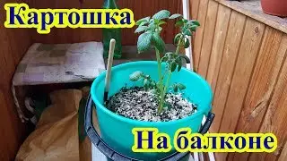 Growing potatoes in a bucket on a balcony