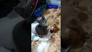 Приют из Барнаула будем рады любой помощи 🙏 2202200572624946Наталья Геннадьевна