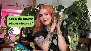 Let’s do some plant chores! Repotting/propping and corm hunting🌿