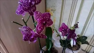 Быстрая пересадка орхидеи Дикий Кот/
