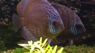 Paletki