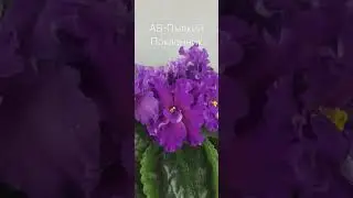 АВ-Пылкий Поклонник#africanviolet #фиалки #фиалкикиев #деткифиалок #violet