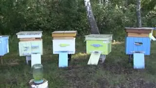 Пасека в лесу
