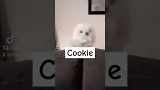 COOKIE cookies danse #cookies