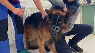 Rushing My Dog To The Vet! We Never Thought This Could Happen!