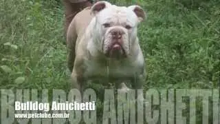 Super Rare Bulldog Chocolate/Tan Big Head Great Shape Puppy Sale Filhotes