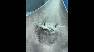 скат кушает!