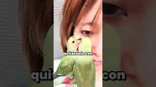 Loritos doctores