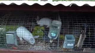 Meat Rabbit Update 5-25-11