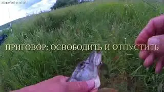 Окунь и  сломанный спиннинг #fishing #рыбалка #carpfishing #окунь #carp #рыба #щука
