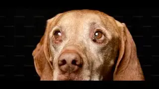 Mi perro está resfriado