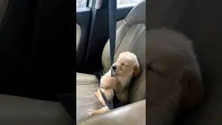Puppy Passenger in SLOW MOTION 🐢