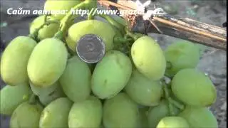 Сорт винограда: Синдикат