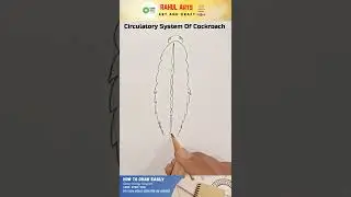 Circulatory System Of Cockroach 