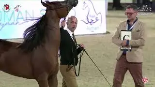 N 176 JALMOOD AL FIRAS   Abu Dhabi International AHC 2023   Yearling Colts Class 4B