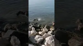 denizde cins sahipsiz ördekler 😆