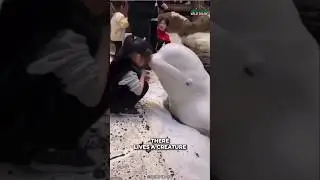 Beluga Whale | Friendliest Creature Of Ocean