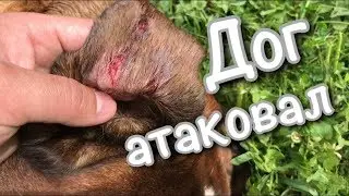 Дог напал на боксёра. Собаки подрались