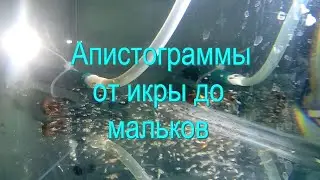 Апистограммы от икры до мальков