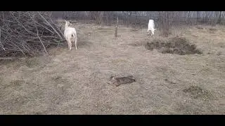 7 минут тишины и счастья! Забавные животные.