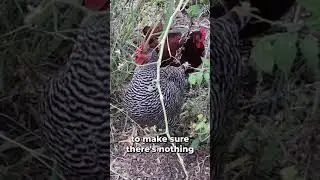 How to Use Chickens to Clean Out Your Garden