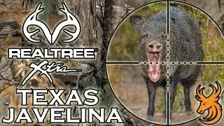 Hunting Javelina in Texas - A problem peccary pickle!