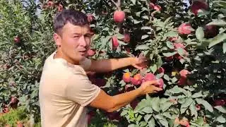 Крепсон Олма боги кучатидан бор мурожат учун+998910408084