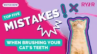 BONUS: Top 5 ⚠️MISTAKES ⚠️ to Avoid When Starting to Brush Your Cat’s Teeth