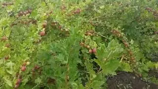 крыжовник сорт Розовый бесшипый.