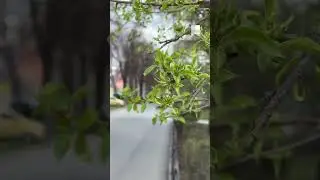 Екатеринбург начинает зеленеть после зимней спячки