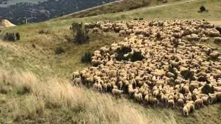 Flock of Sheep Arrive to Chew Down Fort Ord