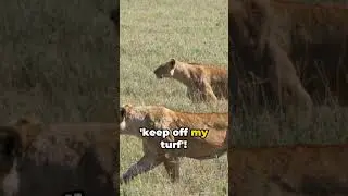 "Roar Facts: 10 Things You Didn't Know About Lions"