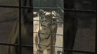 Tiger looking for snacks, Tiger eating flesh #animal #beast #tiger #shortsvideo #source