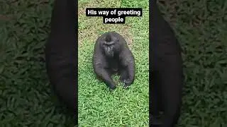 hello hoooman   #short #youtubeshorts #animals #pets #petlover #shorts #pet #monkey #animalover